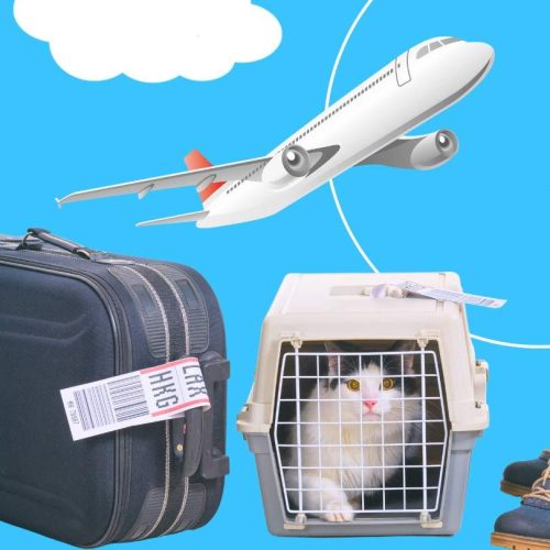 Cat travel from Canada to UK