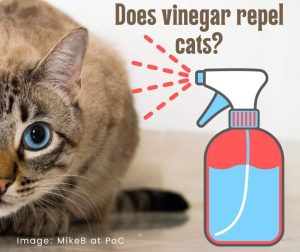 Does vinegar repel cats?