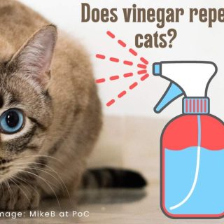 Does vinegar repel cats?