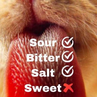 Domestic cat's sensitivity to four basic tastes