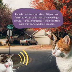 Female cats responded about 10 per cent faster to kitten calls that conveyed high arousal – greater urgency – than to kitten calls that conveyed low arousal