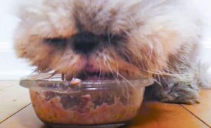 Flat-faced Persian cat can't eat conventionally because the food goes all over their face