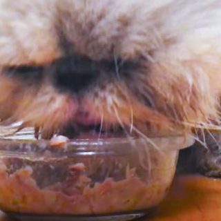 Flat-faced Persian cat can't eat conventionally because the food goes all over their face