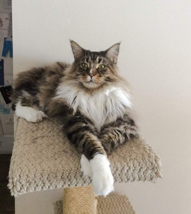 Maine Coon with crossed from legs