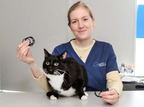 Nero and Lucy the vet who removed the hair ties. Eleven in all with an endoscope. Image: Westway Veterinary Group.