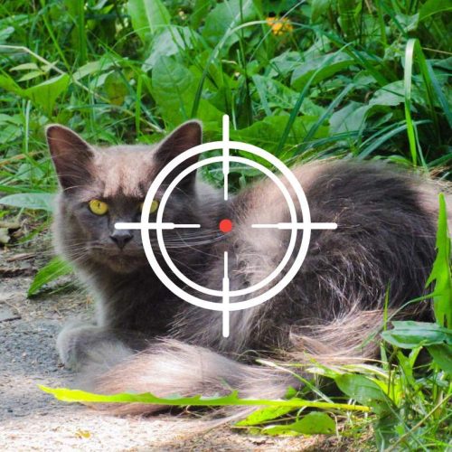 New Zealand kids shooting feral cats for prize money