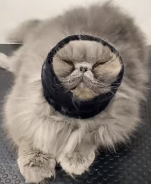 Persian cat wearing a headband while being groomed