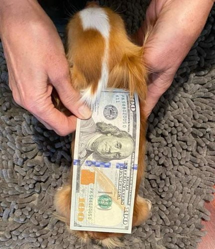 Pilaf Demi Moore's dog is close to the world's shortest dog