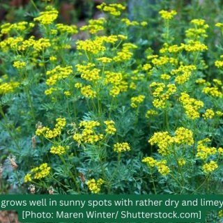 Rue as a cat deterrent