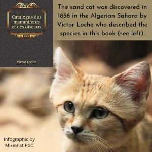 Sand cat discovered in 1856 by Victor Loche who described the species in this book.