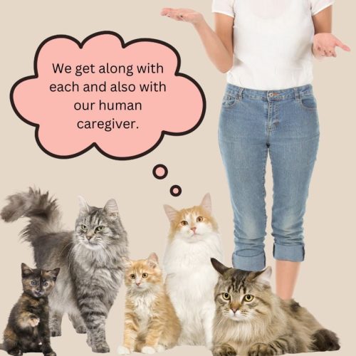 Does a multi-cat lifestyle lead to more negative human-cat interactions?
