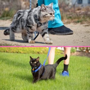 cat on leash. These are set up images.