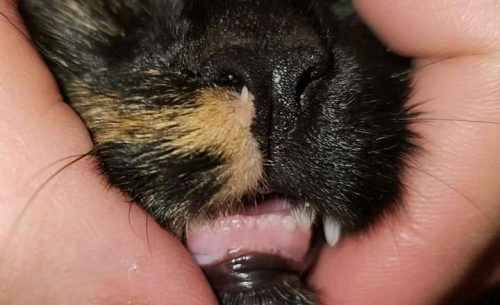 Picture of a tortoiseshell cat with a tooth protruding into the opening of their nostril