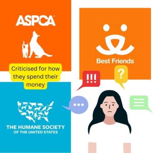 3 top USA animal charities criticised for how they spend their wealth