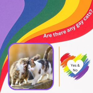 Are there any gay cats?