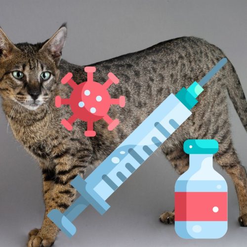 Can Savannah cats be vaccinated like other domestic cats