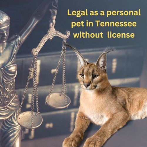 Caracal is legal as a personal pet in Tennessee without a license