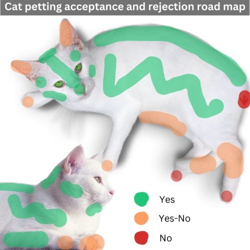 Cat petting acceptance and rejection road map