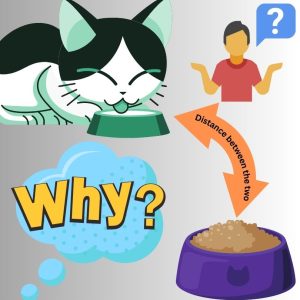Distance between food and water for cats. Why?