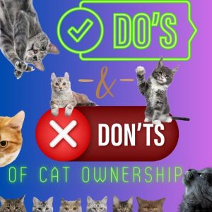 Do's and don'ts of owning a cat