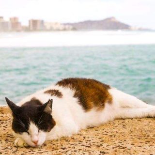 Feral cat Hawaii