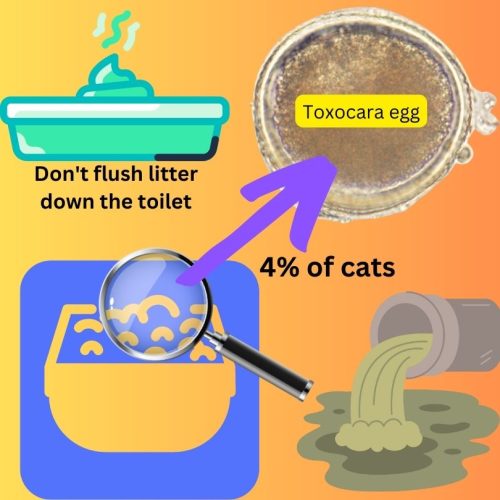 Flushing cat litter down the loo can spread Toxocara eggs to others and block sewers.