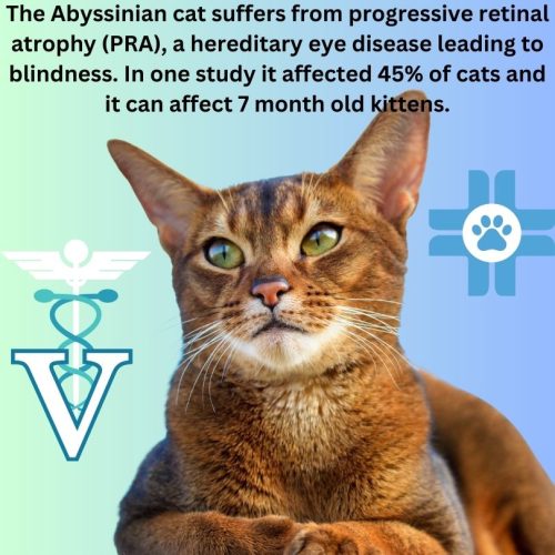 Progressive retinal atrophy (PRA), a hereditary eye disease leading to blindness, was found in the Abyssinian breed of cat