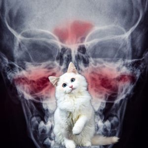 Sinusitis in humans caused by cats?