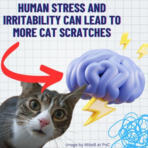 Stress and irritability can lead to more cat scratches