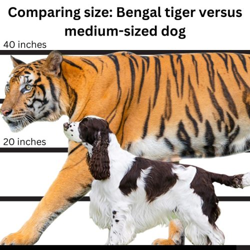 Tiger height versus medium dog