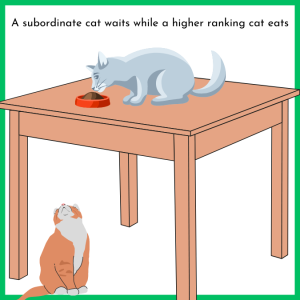 A subordinate cat waits while a higher ranking cat eats