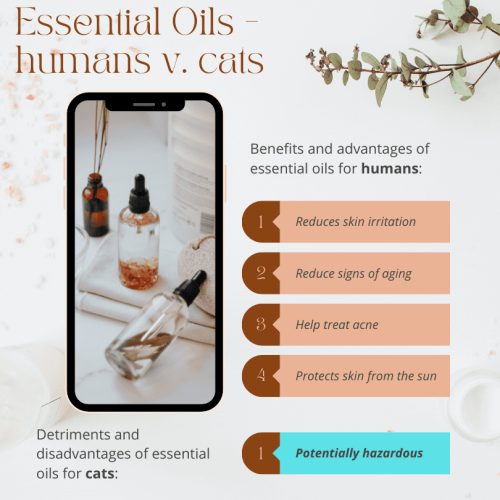 Benefits and advantages of essential oils for humans and potential disadvantages for cats