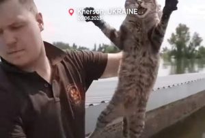 Cat rescued from dam floods