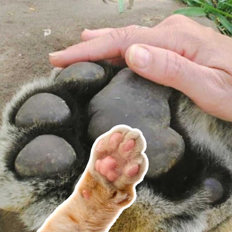 Picture comparing domestic cat paw size with tiger paw size and human hand (male)