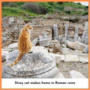 Stray cat makes home in Roman ruins