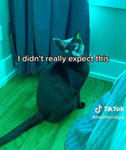 TikTok cat vision filter