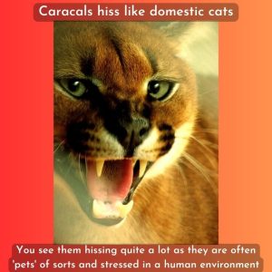 Caracal hissing