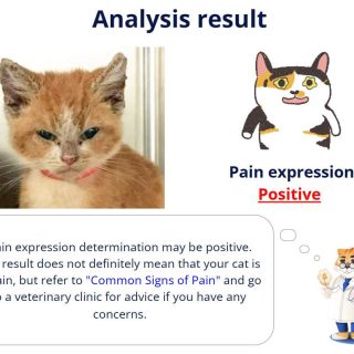 Cat Pain Detector by careology