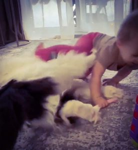 Cats fight back against babies