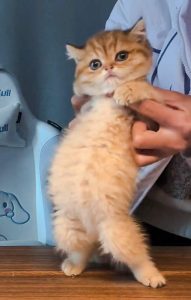 Do animal advocates have to hate kitten exploitation videos?