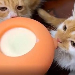 Kittens suckle at an artificial feeder