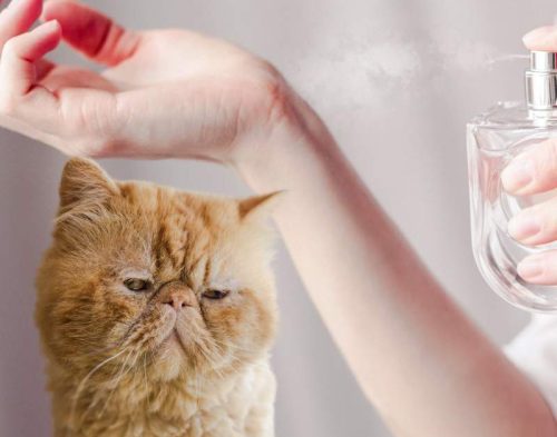 Perfume toxic to cats?