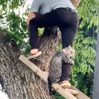 Tabby cat cries out and clings on when rescued from a tree