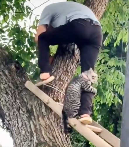 Tabby cat cries out and clings on when rescued from a tree