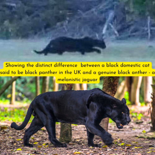 Comparing in profile the black domestic cat and the genuine black panther