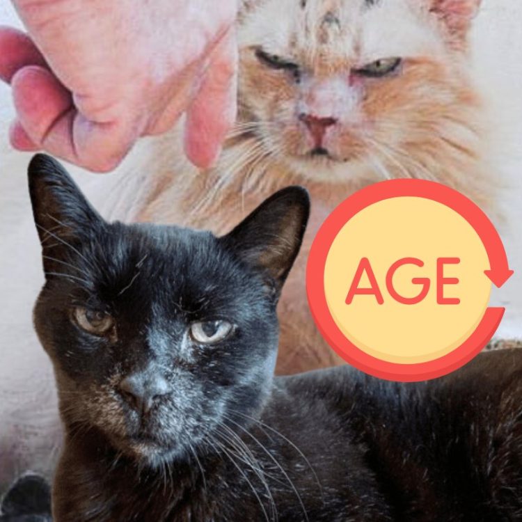 Elderly cats