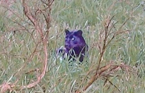 Debunking the theory that this clear picture of a black panther proves that big cats roam the UK countryside