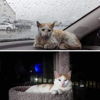 This is a "before and after" montage of a cat that was rescued from the street and then looked after. You can see the stark difference