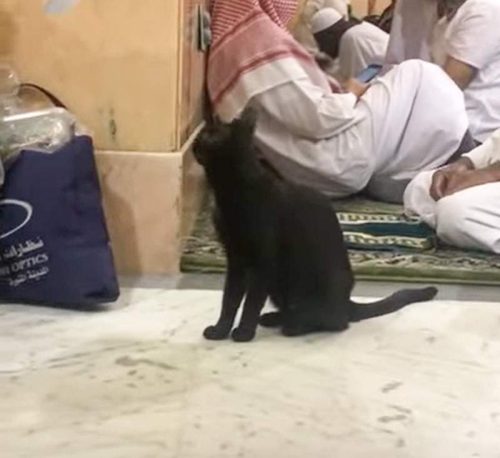 Black cat in a mosque