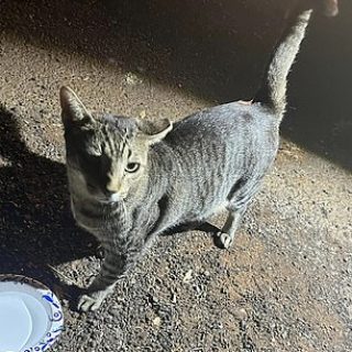 This is one cat which survived the Hawaiian wildfires on the island of Maui